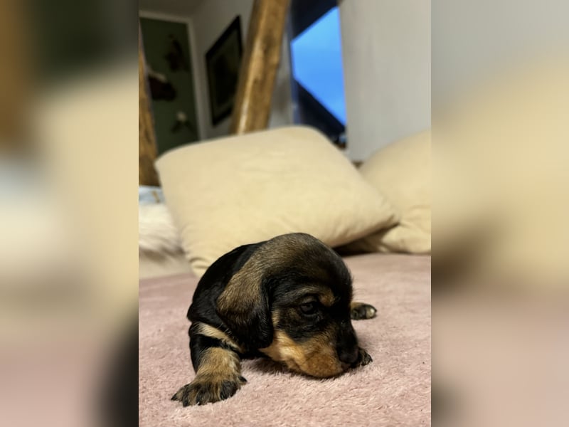 Rauhaardackel-Terrier Welpen