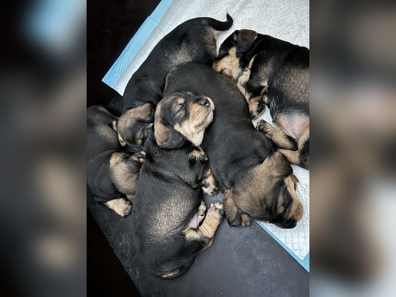 Rauhaardackel-Terrier Welpen