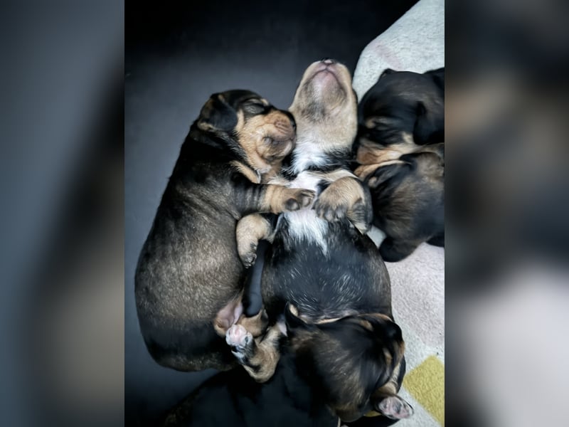 Rauhaardackel-Terrier Welpen