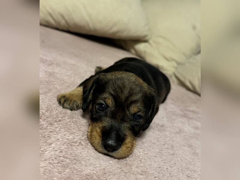 Rauhaardackel-Terrier Welpen