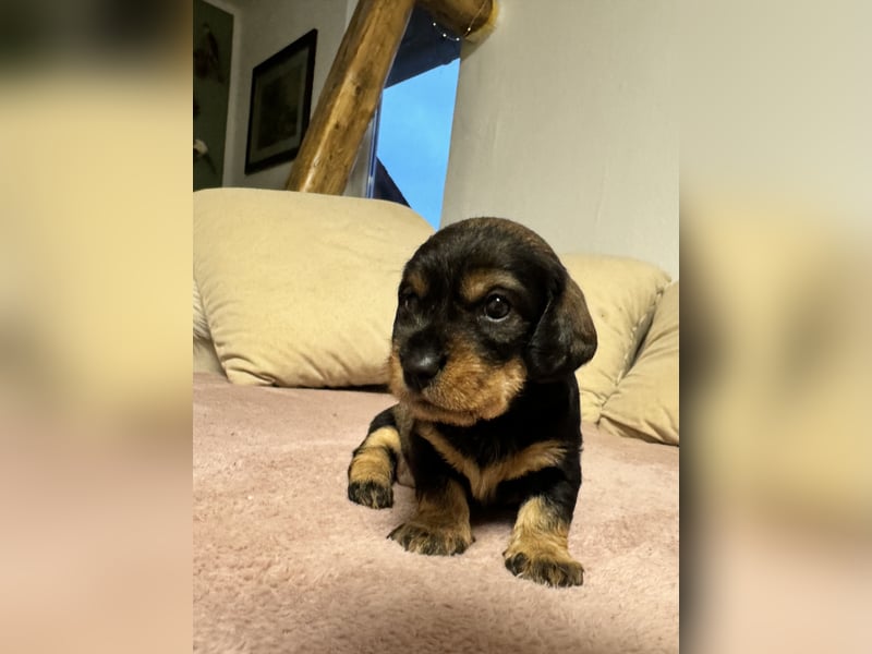 Rauhaardackel-Terrier Welpen