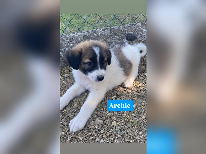 Archie sucht seine Familie