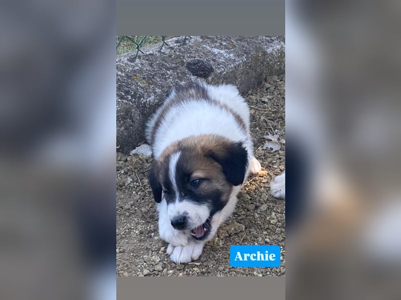 Archie sucht seine Familie