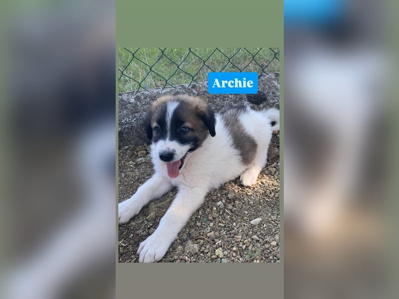 Archie sucht seine Familie
