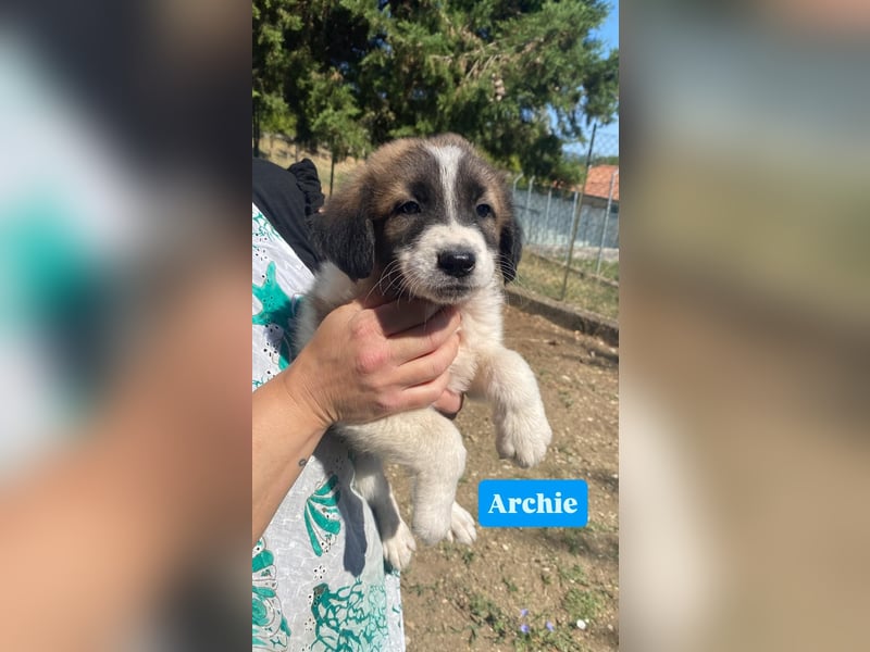 Archie sucht seine Familie