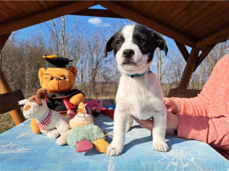 Michel, quirliger Herzensfreund, ca. 2 Monate, ca. 26 cm, ca. 5,7 kg