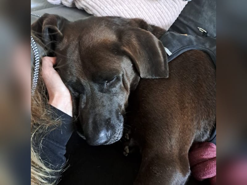 Oliver,  sanfter Schmusebär, ca. 5 Jahre, ca. 59 cm, ca. 35 kg *in 34127 Kassel*