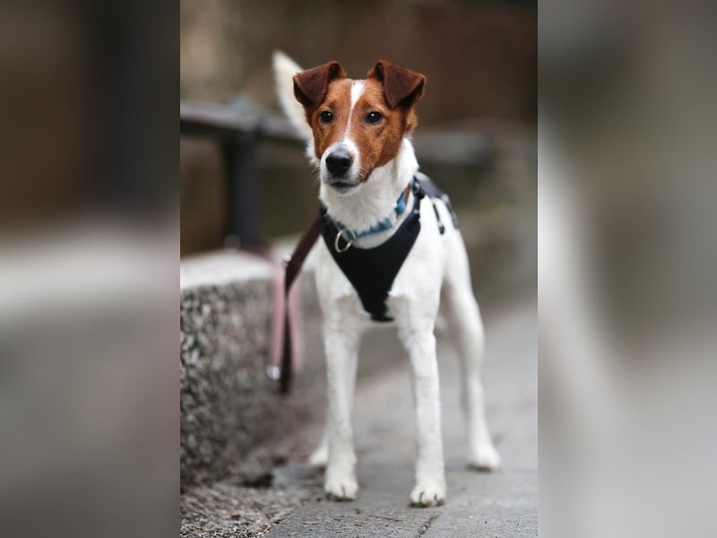 Timmy, aufgeweckter Terrier, ca. 3 Jahre, ca. 40 cm, ca. 9 kg *in 86916 Kaufering*