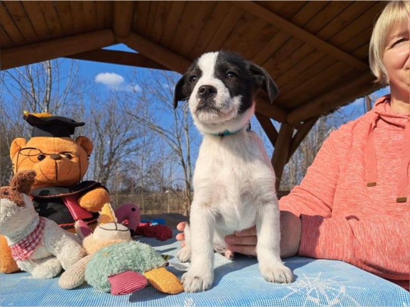 Michel, quirliger Herzensfreund, ca. 2 Monate, ca. 26 cm, ca. 5,7 kg