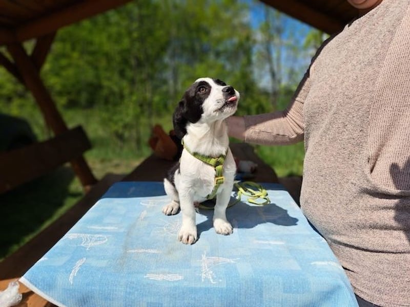 Michel, quirliger Herzensfreund, ca. 2 Monate, ca. 26 cm, ca. 5,7 kg