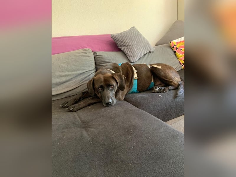 Oliver,  sanfter Schmusebär, ca. 5 Jahre, ca. 59 cm, ca. 35 kg *in 34127 Kassel*