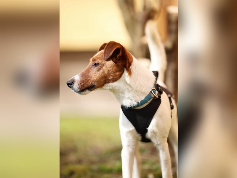Timmy, aufgeweckter Terrier, ca. 3 Jahre, ca. 40 cm, ca. 9 kg *in 86916 Kaufering*
