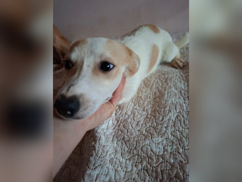 Mizu, verschmustes Welpenmädel, ca. 6 Monate, ca. 25 cm, ca. 5 kg