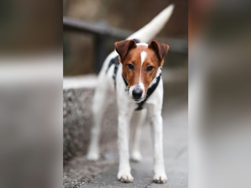 Timmy, aufgeweckter Terrier, ca. 3 Jahre, ca. 40 cm, ca. 9 kg *in 86916 Kaufering*