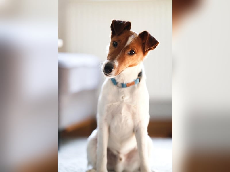 Timmy, aufgeweckter Terrier, ca. 3 Jahre, ca. 40 cm, ca. 9 kg *in 86916 Kaufering*