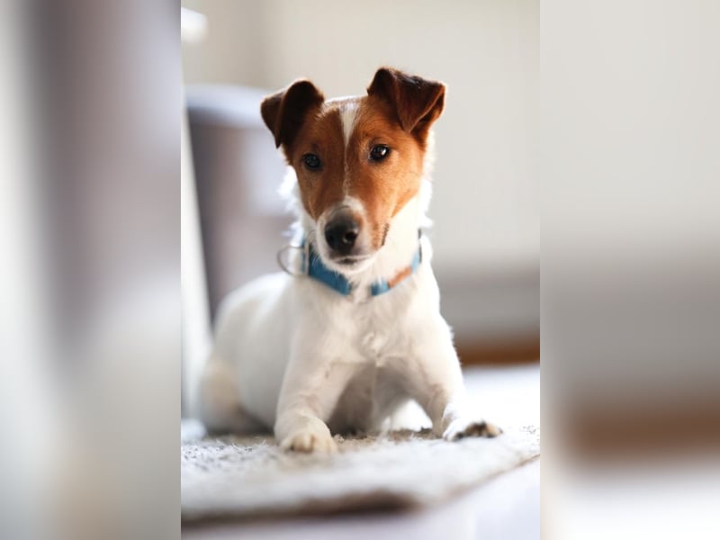 Timmy, aufgeweckter Terrier, ca. 3 Jahre, ca. 40 cm, ca. 9 kg *in 86916 Kaufering*