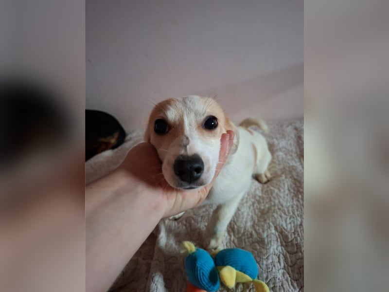 Mizu, verschmustes Welpenmädel, ca. 6 Monate, ca. 25 cm, ca. 5 kg