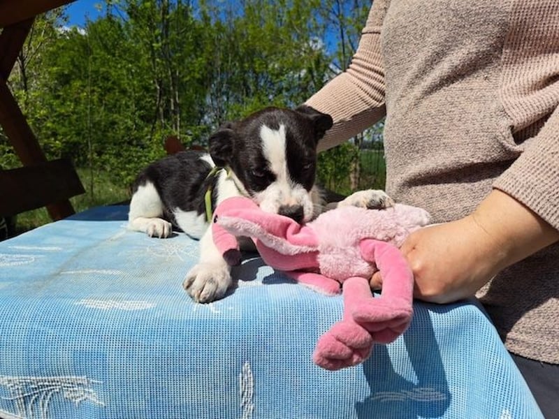 Michel, quirliger Herzensfreund, ca. 2 Monate, ca. 26 cm, ca. 5,7 kg