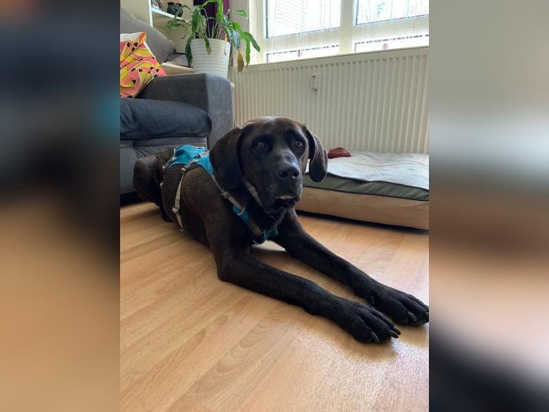 Oliver,  sanfter Schmusebär, ca. 5 Jahre, ca. 59 cm, ca. 35 kg *in 34127 Kassel*