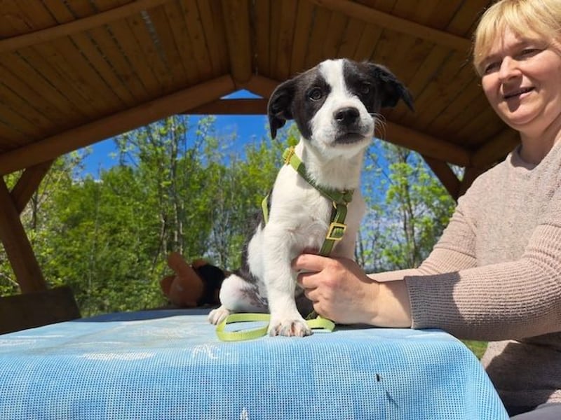 Michel, quirliger Herzensfreund, ca. 2 Monate, ca. 26 cm, ca. 5,7 kg