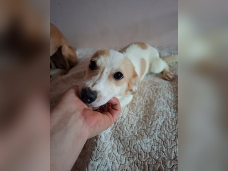 Mizu, verschmustes Welpenmädel, ca. 6 Monate, ca. 25 cm, ca. 5 kg