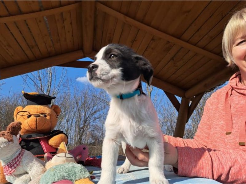 Michel, quirliger Herzensfreund, ca. 2 Monate, ca. 26 cm, ca. 5,7 kg