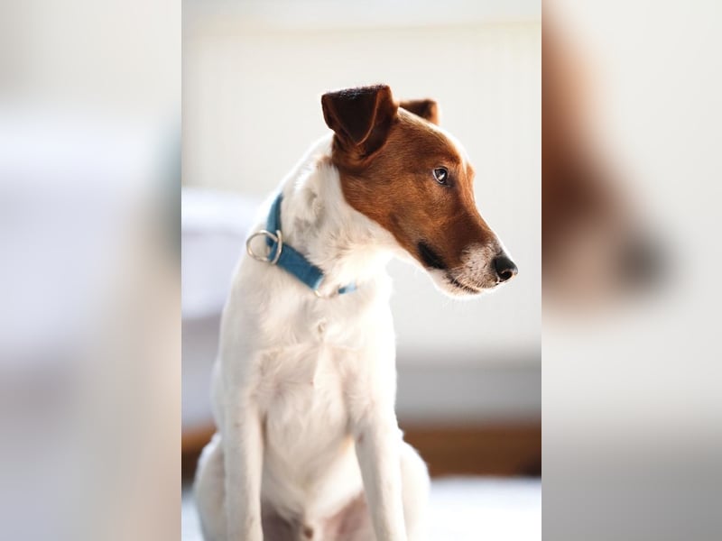 Timmy, aufgeweckter Terrier, ca. 3 Jahre, ca. 40 cm, ca. 9 kg *in 86916 Kaufering*