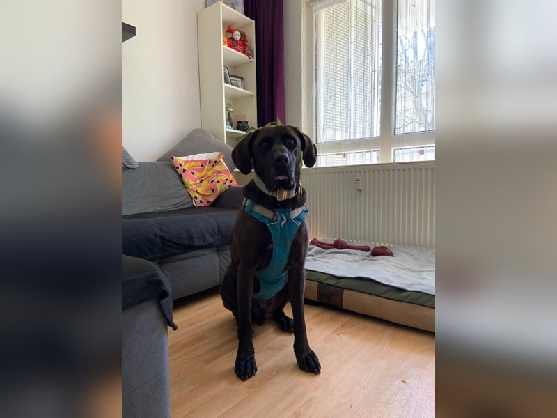 Oliver,  sanfter Schmusebär, ca. 5 Jahre, ca. 59 cm, ca. 35 kg *in 34127 Kassel*