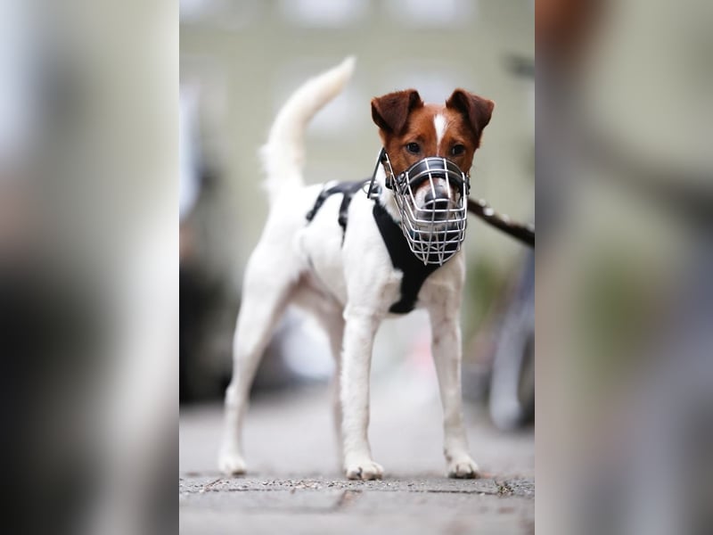 Timmy, aufgeweckter Terrier, ca. 3 Jahre, ca. 40 cm, ca. 9 kg *in 86916 Kaufering*