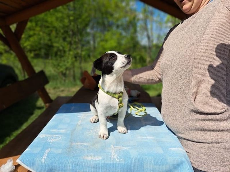 Michel, quirliger Herzensfreund, ca. 2 Monate, ca. 26 cm, ca. 5,7 kg