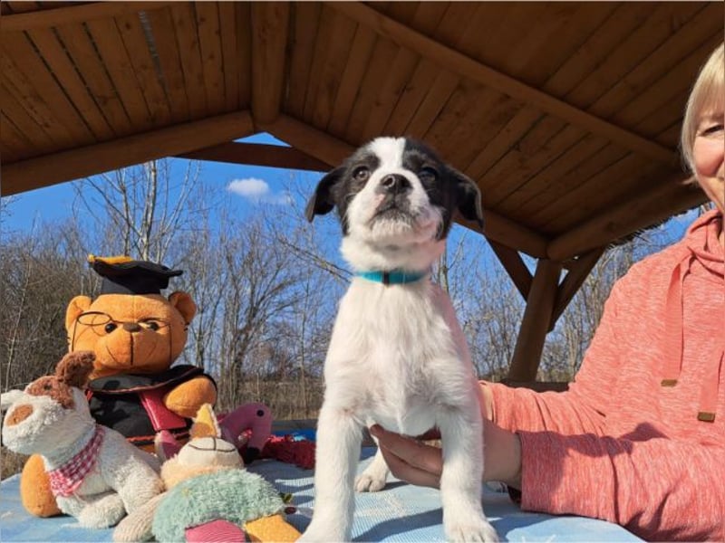 Michel, quirliger Herzensfreund, ca. 2 Monate, ca. 26 cm, ca. 5,7 kg