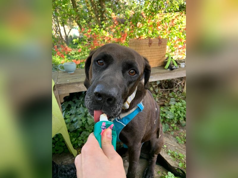 Oliver,  sanfter Schmusebär, ca. 5 Jahre, ca. 59 cm, ca. 35 kg *in 34127 Kassel*