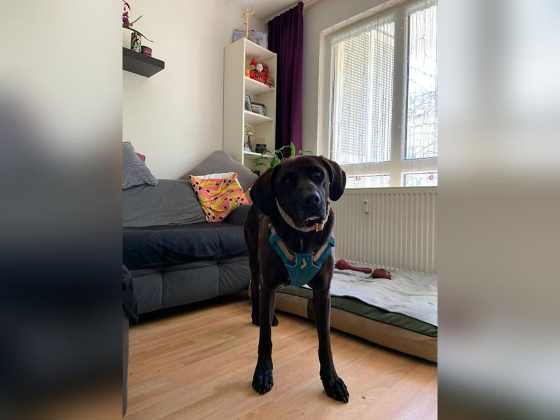 Oliver,  sanfter Schmusebär, ca. 5 Jahre, ca. 59 cm, ca. 35 kg *in 34127 Kassel*