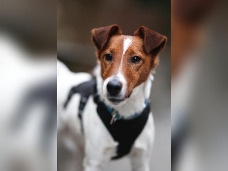 Timmy, aufgeweckter Terrier, ca. 3 Jahre, ca. 40 cm, ca. 9 kg *in 86916 Kaufering*