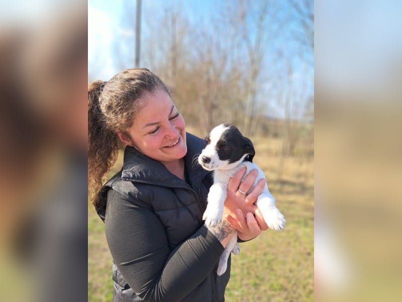 Michel, quirliger Herzensfreund, ca. 2 Monate, ca. 26 cm, ca. 5,7 kg