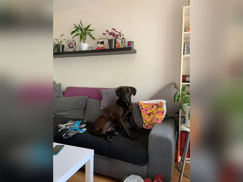 Oliver,  sanfter Schmusebär, ca. 5 Jahre, ca. 59 cm, ca. 35 kg *in 34127 Kassel*