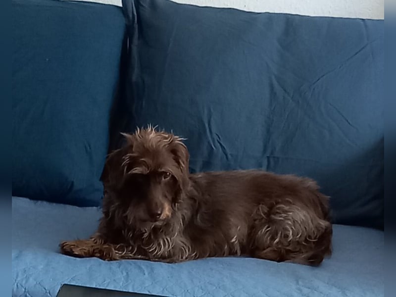 Henry sucht neue Mitbewohnerin