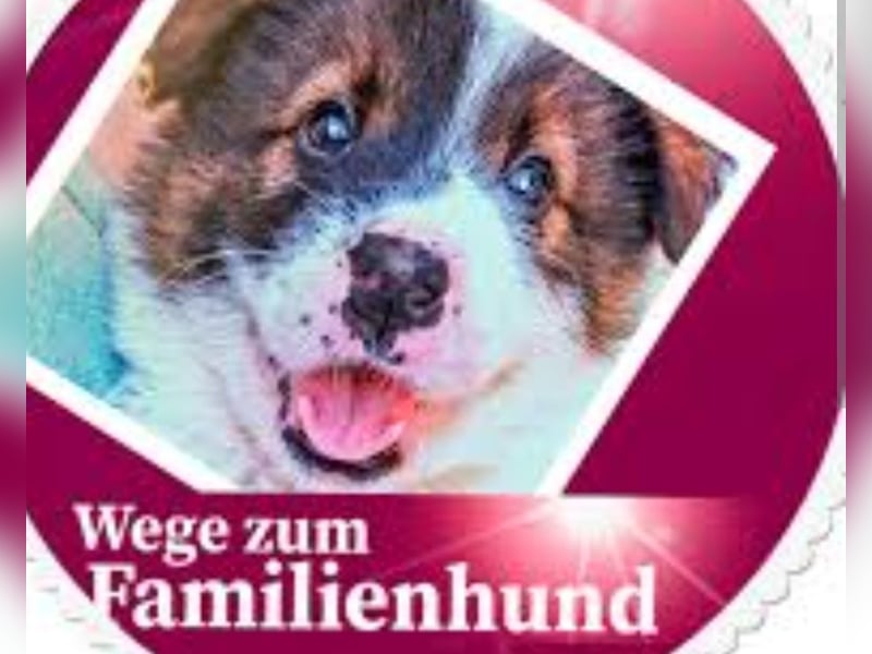 Familienhund gesucht