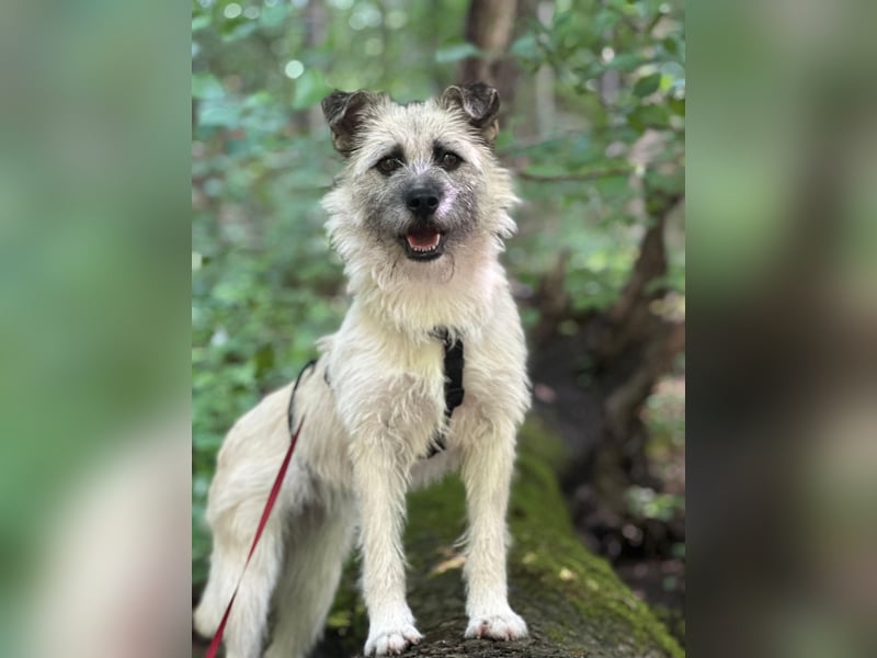 Laika sucht Dich