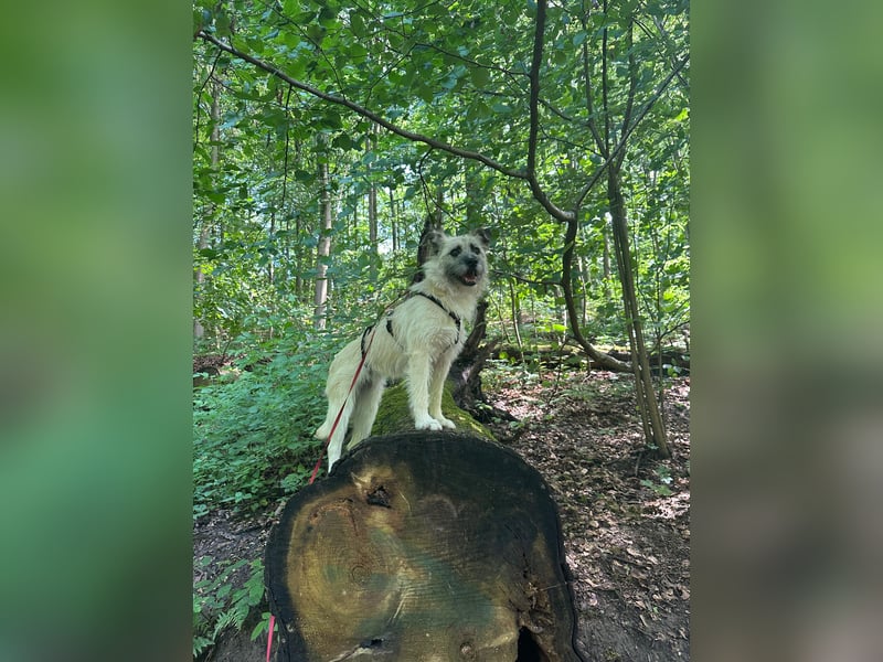Laika sucht Dich