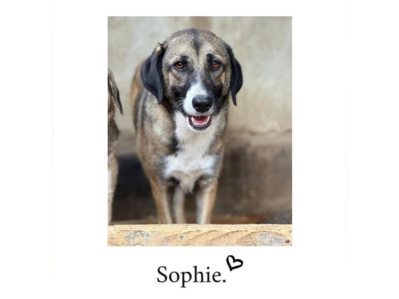 Sophie