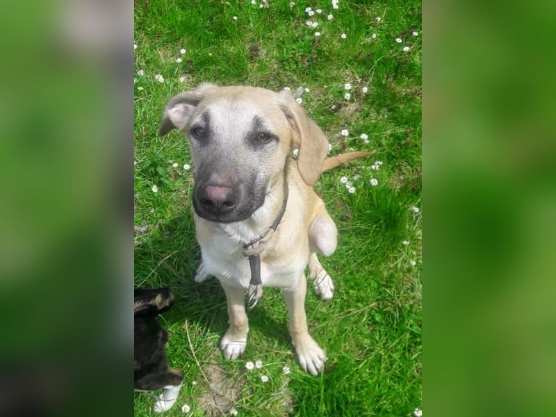 Kangalmix Nevio Rüde ca. 1 Jahr alt wartet noch immer in 06347 auf sein Zuhause