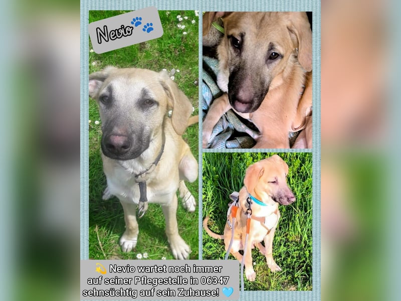 Kangalmix Nevio Rüde ca. 1 Jahr alt wartet noch immer in 06347 auf sein Zuhause