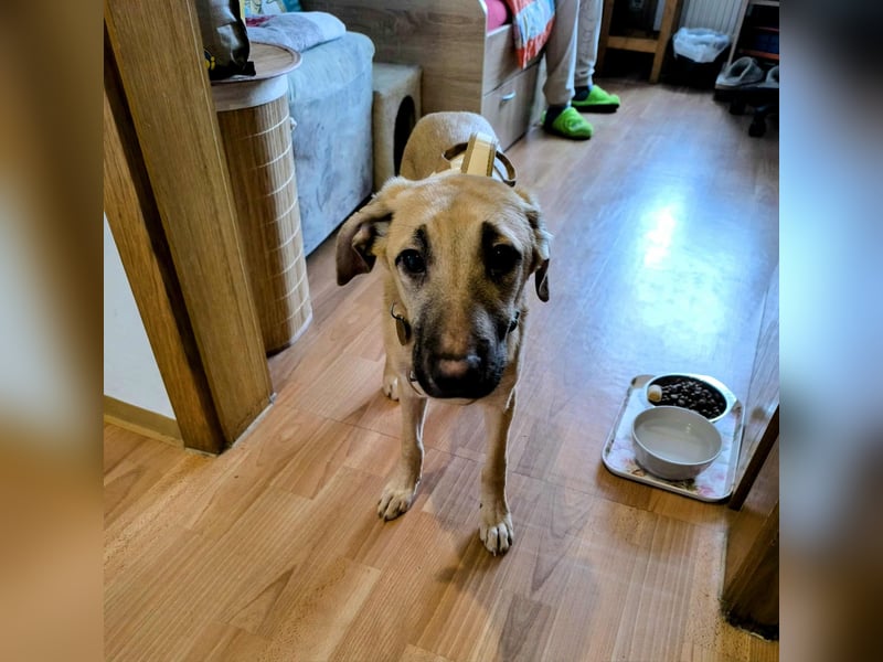 Kangalmix Nevio Rüde ca. 1 Jahr alt wartet noch immer in 06347 auf sein Zuhause