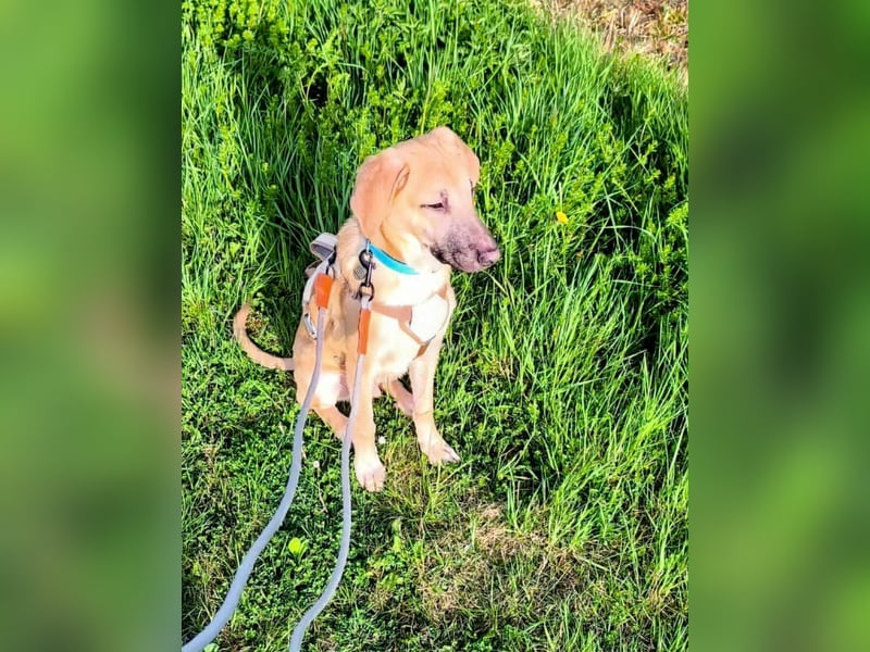 Kangalmix Nevio Rüde ca. 1 Jahr alt wartet noch immer in 06347 auf sein Zuhause