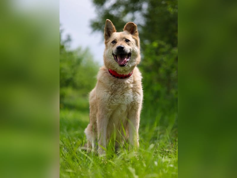 Skye treue seele sucht ....