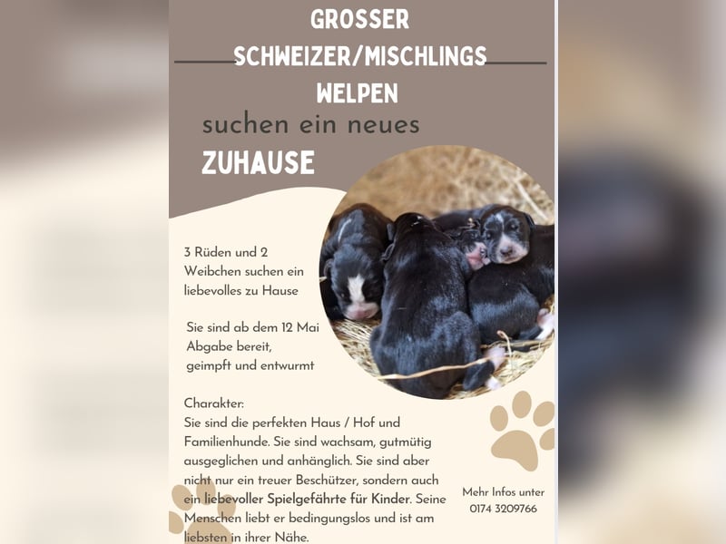 Großer Schweizer Sennenhund/Mischlingswelpen