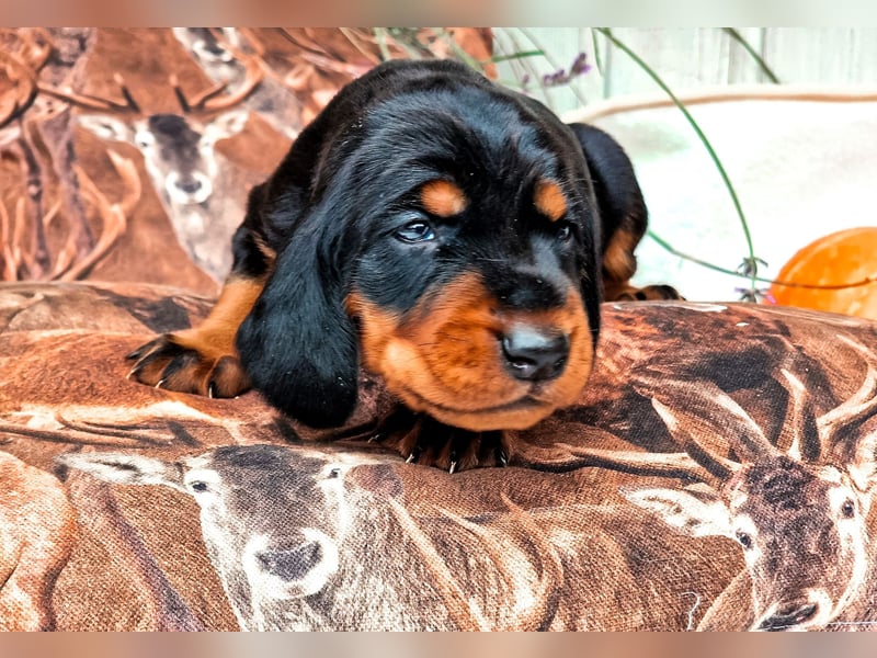 Black and Tan Coonhound Welpen