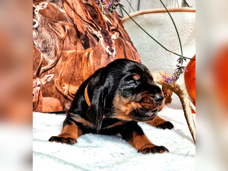 Black and Tan Coonhound Welpen