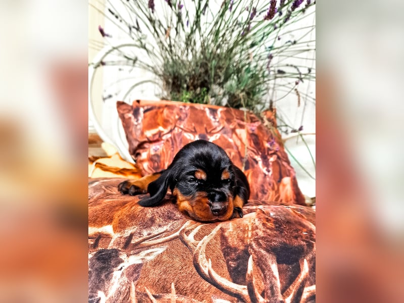 Black and Tan Coonhound Welpen